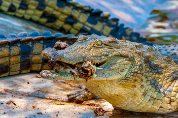 close up of a crocodile