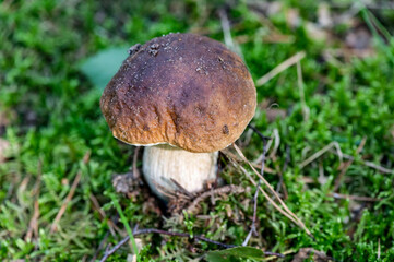 Pilze fungi im Wald