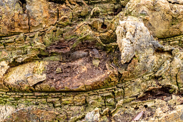 bark texture