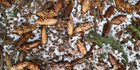 Wet empty cones in the spring forest among the melting snow
