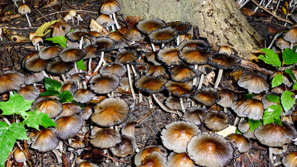 Pilze fungi im Wald