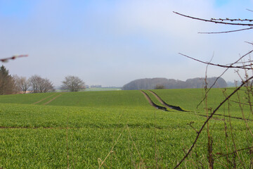 Green gras on the field