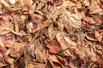 leaves background
