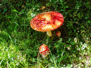 Pilze fungi im Wald