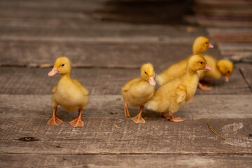 Yellow ducklings running on the wooden floor of the backyard veranda in the village