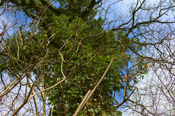 Looking up at an old tree