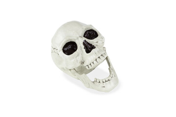 Human skull with wide open mouth. Isolated on white background.