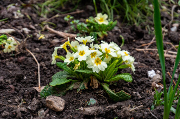 flowers in the garden