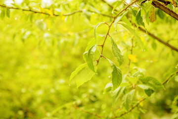 sunny day and green leaves and rain