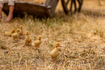 Little yellow ducklings run on dry grass, straw in the village yard