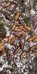 Wet empty cones in the spring forest among the melting snow