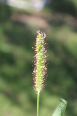 close up of a flower