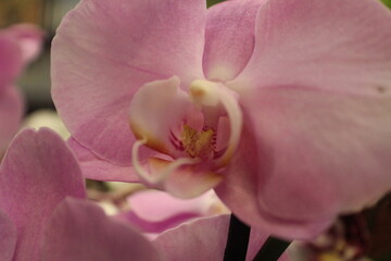 pink orchid flower