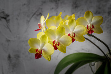 White-yellow with red  lip orchid flowers