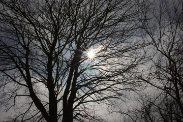 Sun shining through the branches