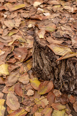 autumn leaves on the ground