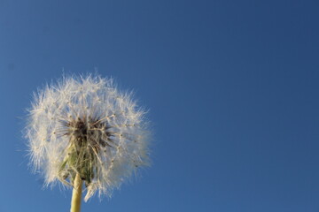 dandelion against sky