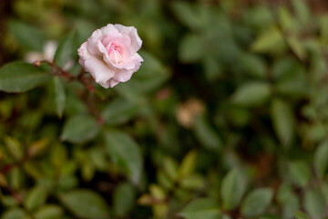 pink rose