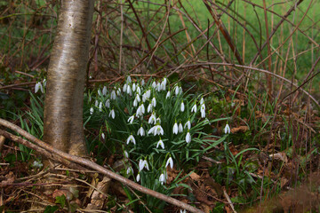White snowdrop by a tree high contrast