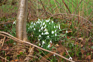 White snowdrops by a tree