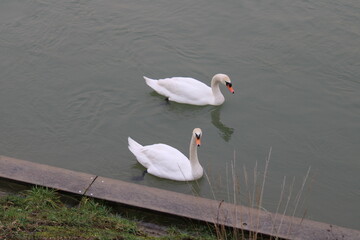 A closeup of two swans which swims together in the Rhine river at Basel, Switzerland
