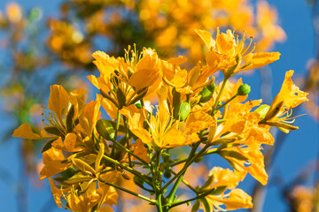 yellow flamboyant flowers on sky