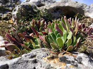 Fototapeta premium flowers on the rocks