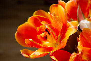 Fototapeta na wymiar bright tulip, macro