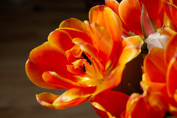 Obraz na płótnie Canvas Orange tulip