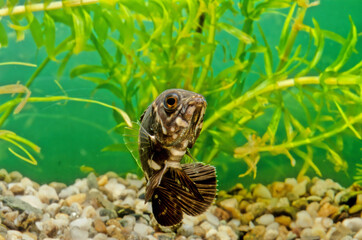 Oscar (fish)