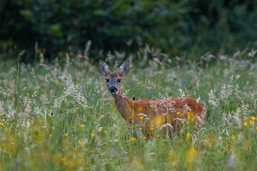 chevreuil curieuse © Enrico