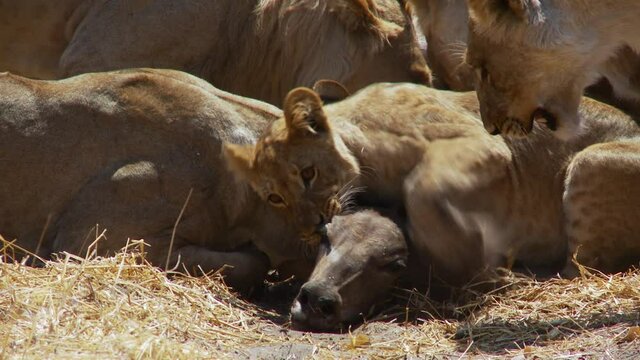 Medium closeup of a lion pride feeding on a kudu and a young lion cub holding down the head of the antelope.