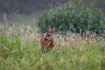 roe deer glance
