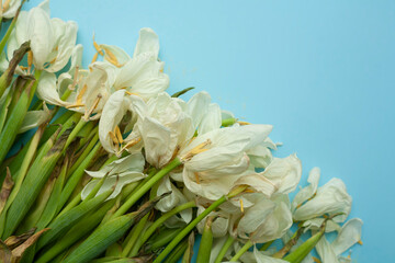 Obraz premium Dried white tulips on a blue background. Withered flowers