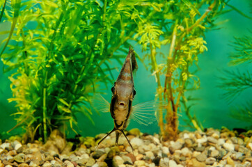 Symphysodon aequifasciatus