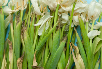 Dried white tulips on a blue background. Withered flowers
