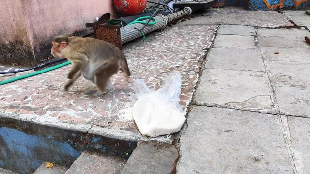 Indian pregnant monkey eating rice from polythene bag in India, bonnet macaque eating rice from polythene bag and scared from another big monkey leader of pack