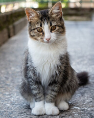 Gato en balc&oacute;n Curioseando