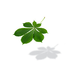 Green leaflet of chestnut tree isolated on white background with its own shadow. Botanical concept, levitation. Spring bright foliage.