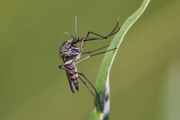 Mosquito (female) resting on the grass. Male and female mosquitoes feed on nectar and plant juices, but many species of mosquitoes can suck the blood of animals.