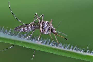 Mosquito (female) resting on the grass. Male and female mosquitoes feed on nectar and plant juices, but many species of mosquitoes can suck the blood of animals.