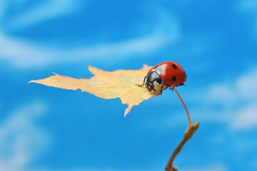 A ladybug sits on a maple leaf against a blue sky.