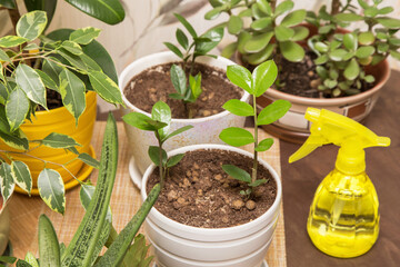 Different house plants. Young little plant zamiokulkas in pot close up. Growing indoor home plants