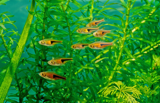Glowlight rasbora