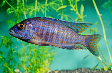 Fototapeta premium Nimbochromis fuscotaeniatus