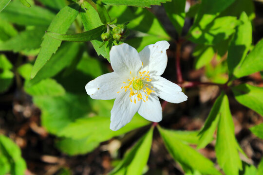 Anemonoides nemorosa