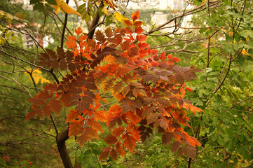 autumn forest, fall colors. trees with red and yellow leaves in the mountains of the Caucasus. autumn forest near Tbilisi