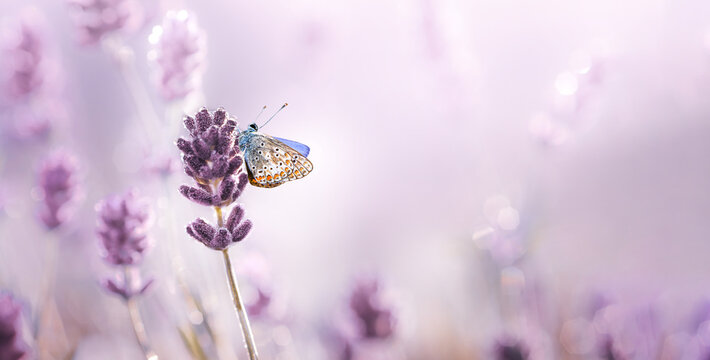 Purple blossoming Lavender and butterfly in nature . Soft focus image with free space.