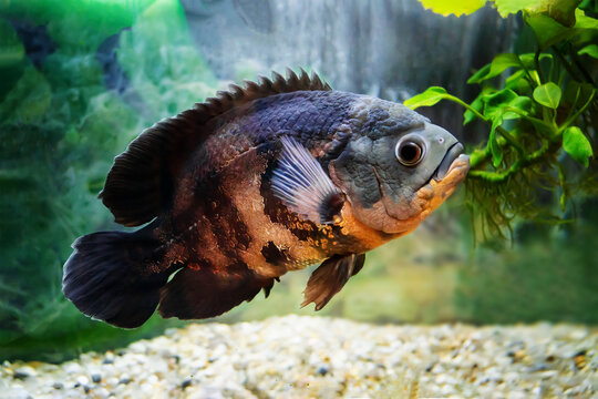 Aquarium fish. Cichlid astronotus, or Oscar. Freshwater fish. Astronotus Tigris. The bright Oscar fish is a South American freshwater fish from the cichlid family