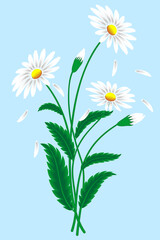 camomile on blue background